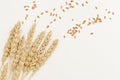 Ripe golden wheat ears and seeds close up. Background with ripening ears pf cereal plant. Royalty Free Stock Photo