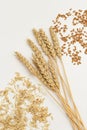 Ripe golden wheat ears and seeds close up. Background with ripening ears pf cereal plant. Royalty Free Stock Photo