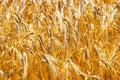 A ripe golden wheat field Royalty Free Stock Photo