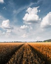 Ripe golden wheat field against the blue sky background