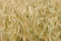 Ripe golden Wheat field closeup