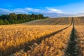 Ripe golden wheat field landscape with path in the summer Royalty Free Stock Photo