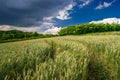 Ripe golden wheat field landscape with path in the summer Royalty Free Stock Photo