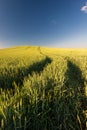 Ripe golden wheat field with path at the daytime in Pannonhalma, Hungary Royalty Free Stock Photo