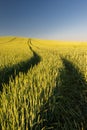 Ripe golden wheat field with path at the daytime in Pannonhalma, Hungary Royalty Free Stock Photo