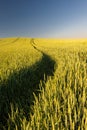 Ripe golden wheat field with path at the daytime in Pannonhalma, Hungary Royalty Free Stock Photo