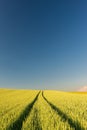 Ripe golden wheat field with path at the daytime in Pannonhalma, Hungary Royalty Free Stock Photo