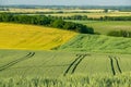 Ripe golden wheat field with path at the daytime in Pannonhalma, Hungary Royalty Free Stock Photo