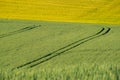 Ripe golden wheat field with path at the daytime in Pannonhalma, Hungary Royalty Free Stock Photo