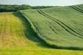 Ripe golden wheat field with path at the daytime in Pannonhalma, Hungary Royalty Free Stock Photo