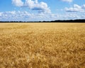 Golden wheat field ready for harvest. Llandscape with blue sky and clouds Royalty Free Stock Photo