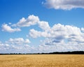 Ripe golden wheat field ready for harvest with brilliant blue sky and clouds. Royalty Free Stock Photo