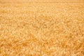 Ripe Golden Wheat Field Ready for Harvest in Summer Meadow Royalty Free Stock Photo