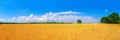 ripe golden wheat field by summertime panorama Royalty Free Stock Photo