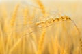 Ripe golden wheat or rye ear with dew drops in sunlight. Royalty Free Stock Photo