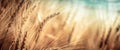 Ripe Golden Wheat With Vintage Effect Royalty Free Stock Photo