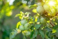 Ripe golden yellow apples on apple branch. Organic fruit in the orchard garden close-up Royalty Free Stock Photo