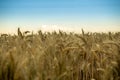 Ripe golden yellow wheat in the field. Behind is a blue sky, and the wheat is ready for harvest Royalty Free Stock Photo