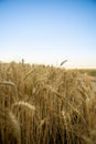 Ripe golden yellow wheat in the field. Behind is a blue sky, and the wheat is ready for harvest Royalty Free Stock Photo