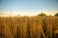 Ripe golden yellow wheat in the field. Behind is a blue sky, and the wheat is ready for harvest Royalty Free Stock Photo