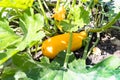 Ripe golden zucchini and yellow flowers at garden Royalty Free Stock Photo