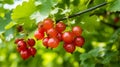 Ripe gooseberries berries on a branch. Red berry with green leaves in garden, closeup. generative ai