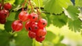 Ripe gooseberries berries on a branch. Red berry with green leaves in garden, closeup. generative ai