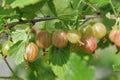 Ripe gooseberries