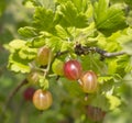 Ripe gooseberries