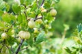 Ripe gooseberries Ribes uva-crispa on a bush in an orchard
