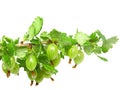 Ripe gooseberry on branch. Isolated.