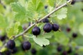 Ripe gooseberry edible berries hanging on bush branches closeup. Growing and ripening in homegrown or farm horticulture garden.