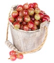 Ripe gooseberry in wooden bucket Royalty Free Stock Photo