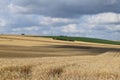 ripe grain fields in the Eifel near Fraukirch