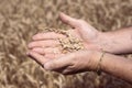 Ripe grains of wheat in the palms of a man, close-up, selective focus. Agronomy and grain growing, harvesting Royalty Free Stock Photo