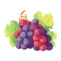 Ripe grape bunch fresh fruit