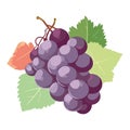 Ripe grape bunch, fresh nature fruit abundance