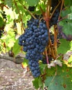 Ripe grape bunch in vineyard. Rioja wine. Royalty Free Stock Photo