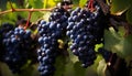 Ripe grape bunches hang in vineyard, autumn harvest generated by AI