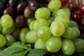 Ripe grape, close up and selective focus Royalty Free Stock Photo