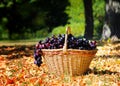 Ripe grape cluster of grapes in a basket on a wooden table with green leaves of grapes. Vintage grape berries Royalty Free Stock Photo