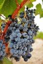 Ripe grape cluster of monastrell variety just before the harvest Royalty Free Stock Photo