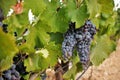 Ripe grape cluster of monastrell variety just before the harvest Royalty Free Stock Photo