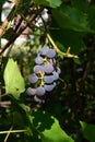 Ripe grape in the garden, closeup. Vitis labrusca Royalty Free Stock Photo