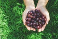 ripe grape in hand farmer show on green grass background