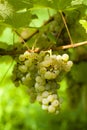 Ripe grape before harvest