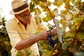 Ripe grape harvest vintner on vineyard
