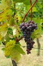 Ripe grape in vineyard