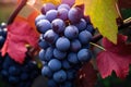 Ripe grape in the vineyard in autumn, generated by AI