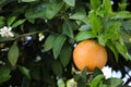 Ripe grapefruit and flowers growing on tree outdoors Royalty Free Stock Photo